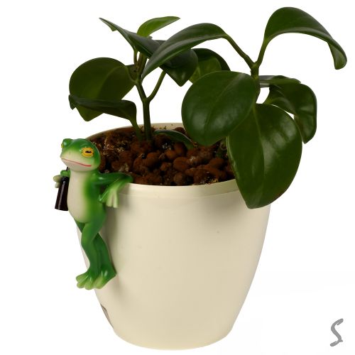 ������� ��� ���������� ������ "Funny frog" 12��