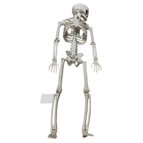 Գ���� ������ ��� �������� "Skeleton" 60��